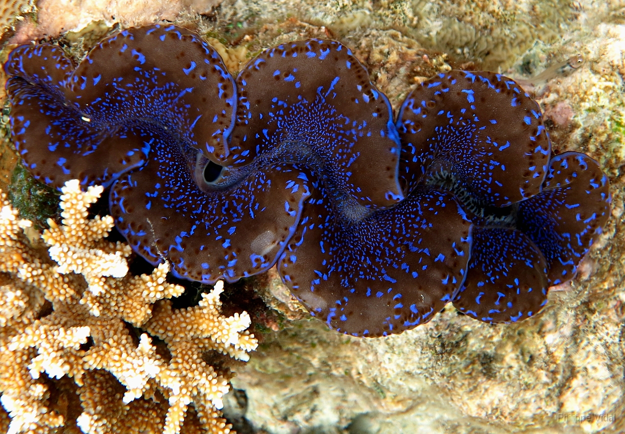 Velidhu - 2013_03_08 - IMG_0151rf_Benitier - Tridacne - Tridacna maxima_House reef_pmt.jpg